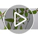 Melorca&Guilla Artificial Plants,4PCS 43.3" Green Faux Branches for Vase,Faux Greenery Stems Vase Branches Fake Plants Artificial Branches for Shop Garden Office Home Décor (4, Myrtus communis)