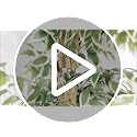 GTIDEA 6ft Ficus Artificial Tree, Tall Faux Trees Indoor with Natural Trunk and Fake Silk Tree Fake Plants for Home Decor Living Room Outdoor Balcony House Office (NO VASE Included)