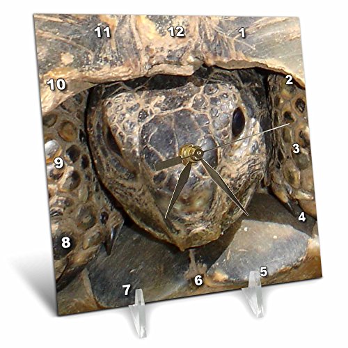 3dRose dc_17658_1 Reptiles Tortoises-Desk Clock, 6 by 6-Inch