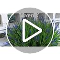 alyptus Artificial Plants Outdoor Fake Monkey Grass with Flowers for Pot UV Resistant Plant Decor for Window Garden Patio Hanging Planter Pathway Front Porch (Grass with Flowers)