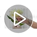 6PCS Realistic Artificial Silk Hydrangea Flowers – Premium Fake Hydrangea Flowers Bouquets with Stems, Full Faux Hydrangea Blooms for Home Wedding Table Party Office Decorations(Light Green)