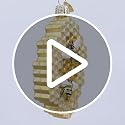 Old World Christmas Honeycomb Glass Blown Ornament for Christmas Tree, Handcrafted Holiday Decoration, Bee Collection