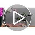 Fnize Orchid Stems Artificial Flowers Real Touch Latex Faux Phalaenopsis Branches 9 Large Blooms 38 Inches 2pcs White