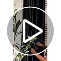 Joydeco Blackout Curtains for Bedroom,Black Out Curtains 84 Inch Long, Black Drapes with Grommets, Noise Reducing Energy Saving Thermal Insulated & Wrinkle-Free Drapes for Living Room, 2 Panels