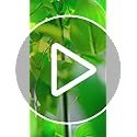 Fake Hanging Plants Vines(2pcs)for Room Decor, Artificial Ivy Greenery Garlands for Home Bedroom Living Aesthetic Kitchen Office Wall Patio Bookshelf,Indoor,Outdoor Farmhouse Decorations(No flowerpot)