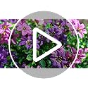 INQCMY Artificial Fake Hanging Flowers Plants for Outdoor Summer Decoration,2 PCS Faux Silk Daisy with Eucalyptus Leaves,UV Resistant Look Real for Outside Home Planter Porch Patio Balcony Yard Decor