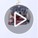 Old World Christmas Badger Glass Blown Ornament for Christmas Tree, Handcrafted Holiday Decoration, Wildlife Animal Collection
