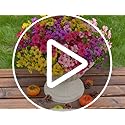 16 Bundles Artificial Fake Flowers Plants for Outdoors Spring Summer Decor,Faux Flowers Plant Silk Daisy UV Resistant for Outside Planters Front Porch Patio Yard Garden Home(Red,Purple,Yellow,Fuchsia)