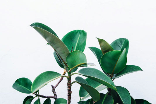 How to Use Magnolia Greenery to Brighten a Dark Entryway with Effortless Style