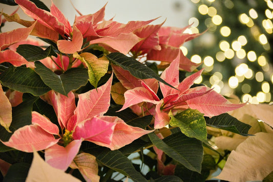 How to Style a Poinsettia Tree in a Small Entryway for a Festive, Polished Welcome