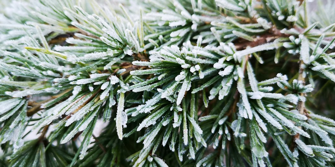 How to Style Snowy Pine Trees in a Small Entryway for a Warm Winter Welcome