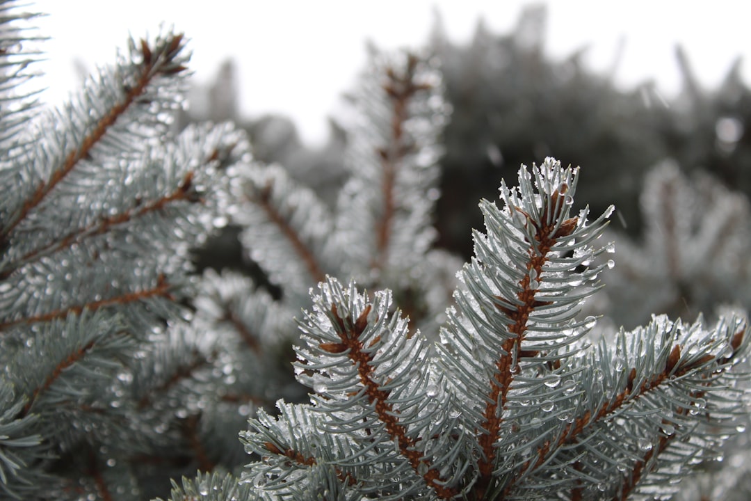 How to Style a Flocked Artificial Christmas Tree in a Small Living Room
