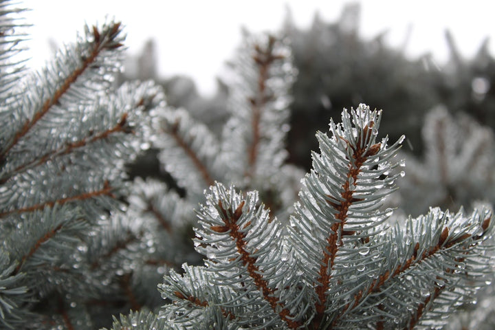 How to Style a Flocked Artificial Christmas Tree in a Small Living Room