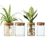 Glass Propagation Stations for Plants -Desktop Flower Vases,Propagation Flower Vases Set – 2 Large & 2 Small for Plant Cuttings，for Living Room, Bedroom Decoration,Home,Office Decor (4)