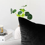 NiNi ALL Throw Pillow Covers 18x18 Inch, Pack of 2 - Black Velvet Decorative Cases for Outdoor Garden Farmhouse Cushion Caes Modern HomeDecor for Sofa Bed Chair