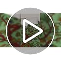 THE ART BOX Tapestry Green Tree of Life Wall Hanging – Indian Cotton Full Size Bedspread, Picnic Sheet, Wall Decor, Blanket, Wall Art for Bedroom (Full, 85x90 Inch)