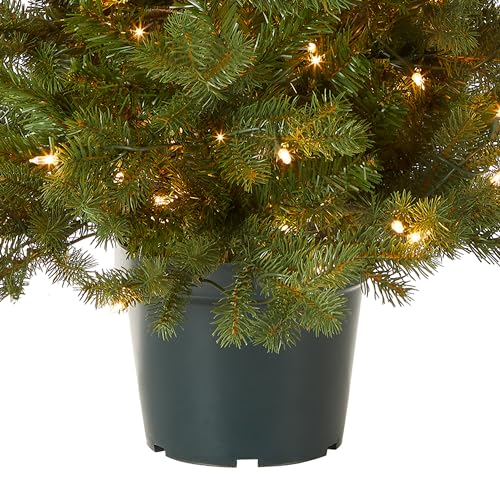 National Tree Company 3 ft Pre-Lit Hampton Spruce Mini Artificial Christmas Tree, 100 Clear Lights, 579 Tips, Green Growers Pot