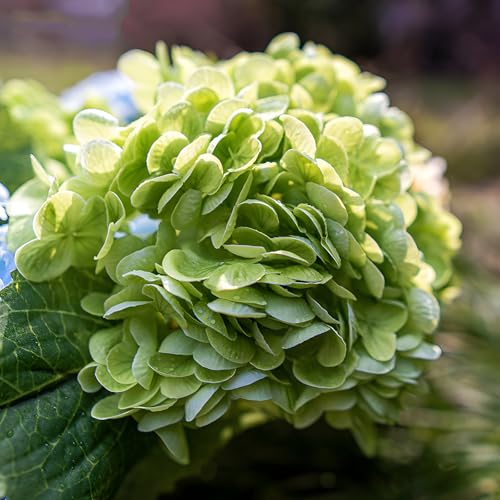 Real Touch Green Hydrangea Artificial Flowers (4-Pack) -20" Faux Hydrangea Flowers with Long Stem & Leaves Realistic Fake Hydrangeas for Home Decor Floral Arrangements Wedding Bouquets Centerpieces