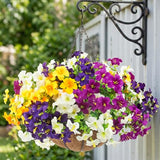 2 Set Artificial Outdoor Flowers with Hanging Baskets,24 Pcs UV Resistant Faux Petunias Flowers with Hanging Planter for Front Door Porch Spring Outside Decor (2, White,Yellow,Purple,RedViolet)