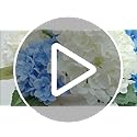 6PCS Premium Blue Silk Hydrangea Artificial Flowers Bouquets - Realistic Fake Hydrangea with Stems, Faux Flower Arrangement for Home Wedding Party Baby Shower Table Centerpieces Decoration