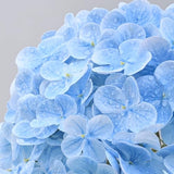 MARTINE MALL 3Pcs 21in Hydrangea Artificial Flowers, Latex Real Touch Hydrangeas Lifelike Large Hydrangea Flowers for Home Decor Party Arrangements Wedding Bouquets Centerpieces (Blue)