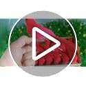 12 PCS Red Cardinals Ornaments Birds Christmas Cardinal Birds Clip for Christmas Tree Ornament Decorations, Arts and Crafts, Clip-On Style