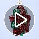 Old World Christmas Poinsettia Star Glass Blown Ornament for Christmas Tree, Handcrafted Holiday Decoration, Poinsettia Collection