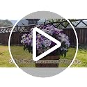 Geegoods Artificial Flowers Plants for Outdoors, 4 Bundles UV Resistant Fake Faux Petunias for Outdoor Planters Patio Front Porch Balcony Garden Decor