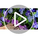 Hommyea Artificial Fake Flowers for Outdoor, 6 Bundles UV Resistant Faux Plants Decoration Silk Flowers No Fade Plastic Flowers for Outside Planters Home Porch Patio Yard Garden Decor