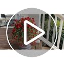 INSPRING Artificial Faux Outdoor Outside Flowers Plants, 2 PCS Fake Silk UV Resistant Look Real Red Daisy Trailing Vines for Front Door Porch Planter Urn Patio Balcony Decoration
