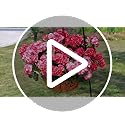 Artificial Geranium Fake Flowers for Outdoors Decoration, 6 Bundles Silk Geraniums Pink Flower UV Resistant Look Real Faux Plants for Outside Planter Front Door Garden Porch Patio Balcony Yard Home
