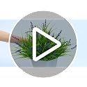 Gipsot 15 Bundles Artificial Faux Plants Flowers UV Resistant No-Fade, Adjustable Height Fake Greenery Indoor & Outdoor Decor for Window Garden Porch Patio Pathway Hanging Planter Front Yard, Purple