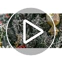 HOMOM 6ft Flocked Christmas Tree, Pencil Artificial Xmas Tree with Faux Snow, Dense Branches, Foldable Metal Base for Indoor Holiday Decor
