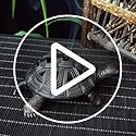 Incense Burner, Incense Holder with Incense Stick Holder, Vintage Censer Metal Turtle Ash Catcher, use for Stick or Coil Incense, Sage Cones and Frankincense