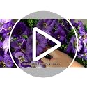 INQCMY Fake Artificial Pansy Flowers for Outdoor, Faux Silk Pansies Flower 12 Pcs Spring Summer Decoration, UV Resistant Fake Plants for Outside Planter Porch Yard Patio Home Decor(Double Purple)