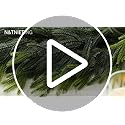 N&T NIETING 9FT Christmas Norfolk Pine Garland Real Touch Pine Artificial Garlands Faux Greenery Garland Winter Christmas Garland for Table Mantle Fireplace Indoor Outdoor Xmas Decorations (1 Pcs)