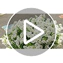 Artificial Fake Flowers For Outdoor Outside Decoration,16 Bundles UV Resistant Faux Plastic White Flowers with Green Eucalyptus Stem Plants Bulk Look Real for Home Porch yard Patio Planters (White)