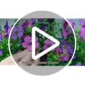 Artificial Hanging Flowers for Outdoors, 2 Pcs Fake Hanging Plants Spring Summer Decor, UV Resistant No Fade Faux Silk Daisy Flower for Planters Front Door Porch Patio Yard Garden(Double Purple)