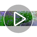 12 Bundles Artificial Grass Fake Plants，Outdoor Fake Monkey Tail Grass with Flowers for Pot UV Resistant Lavender Patio Garden Porch Home Window Hanging Planter Decor Faux Plastic Shrubs(Puper+Green)