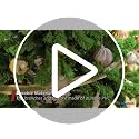 Yaheetech 4.5ft Pre-lit Artificial Christmas Tree with Incandescent Warm White Lights, Flocked Full Prelighted Xmas Tree with 340 Branch Tips, 150 Incandescent Lights & Foldable Stand, Pure Green