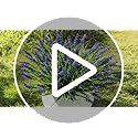 16 Bundles Artificial Plants Outdoor, UV Resistant Fake Lavender & Monkey Grass, Realistic Plastic Faux Plants for Balcony, Patio, Porch Greenery Decor, Planter Filler(Purple)