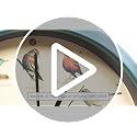 Mark Feldstein, The Original Singing Bird Wall Clock, 13 Inch, Green