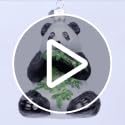 Old World Christmas Panda with Bamboo Glass Blown Ornament for Christmas Tree, Handcrafted Holiday Decoration, Wildlife Animal Collection