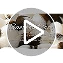 Cow Print Faux Fur Throw Blanket for Couch, Ultra Soft Cozy Lightweight Blanket for Kids Teens Adults, Easy Care, Luxury Decorative Gifts for Sofa Bedroom Living Room Decor, 50″ x 60″