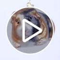 Old World Christmas Guinea Pig Glass Blown Ornament for Christmas Tree, Handcrafted Holiday Decoration, Pet Collection