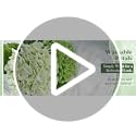 Waipfaru 21" Real Touch White Hydrangea Artificial Flowers with Long Stem & Leaves, Full Latex Faux Hydrangea Flowers for Home Decor Party Floral Arrangements Wedding Bouquets Centerpieces, 3Pcs
